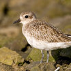 Black-bellied Plover